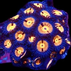 WYSIWYG Zoanthid Frag C6