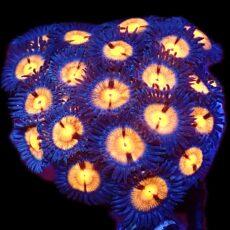 WYSIWYG Zoanthid Frag C14