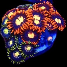 WYSIWYG Zoanthid Frag C15