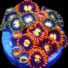 WYSIWYG Zoanthid Frag C16