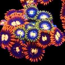 WYSIWYG Zoanthid Frag C17