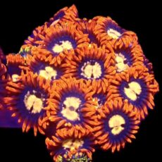 WYSIWYG Zoanthid Frag C23