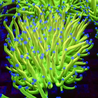 WYSIWYG Ultra Holy Grail Blue Tip Torch Euphyllia T6