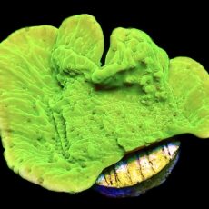 WYSIWYG 14A Toxic Lime Plating Montipora Large