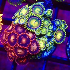 WYSIWYG Zoanthid Frag C6
