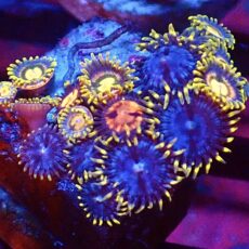 WYSIWYG Zoanthid Frag C11