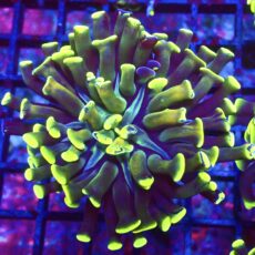 WYSIWYG Neon Branching Hammer 3