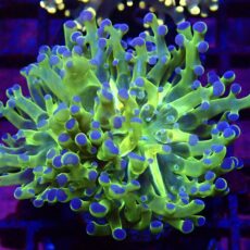 WYSIWYG Blue Tipped Neon Branching Frogspawn 25