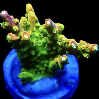 WYSIWYG 22G Rainbow Loom Acropora Ultra Colour Frag