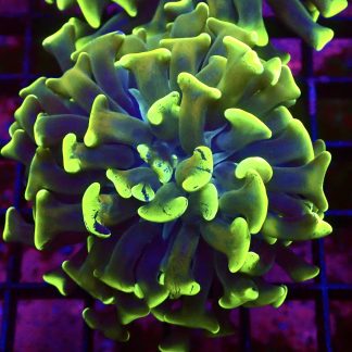 WYSIWYG 30G Branching Hammer