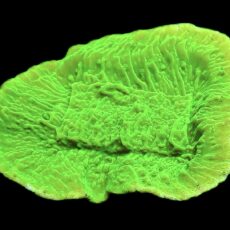 WYSIWYG 8C Toxic Lime Plating Montipora Large