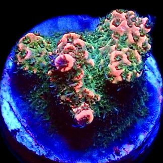 WYSIWYG 18F Pink Hulk Acropora Millepora Frag
