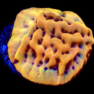 WYSIWYG 17A Beach Bum Montipora Frag