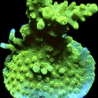 WYSIWYG 18E Green Slimer Acropora Frag Large
