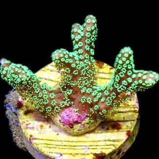 WYSIWYG 15C Super Bright Fibre Optic Seriatopora