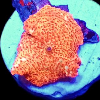 WYSIWYG 34i Golden Idol Mushroom