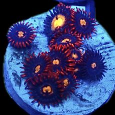 WYSIWYG Zoanthid Frag R6