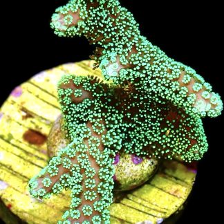 WYSIWYG 9J Super Bright Fibre Optic Seriatopora