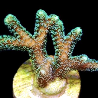 WYSIWYG 10J Fibre Optic Seriatopora