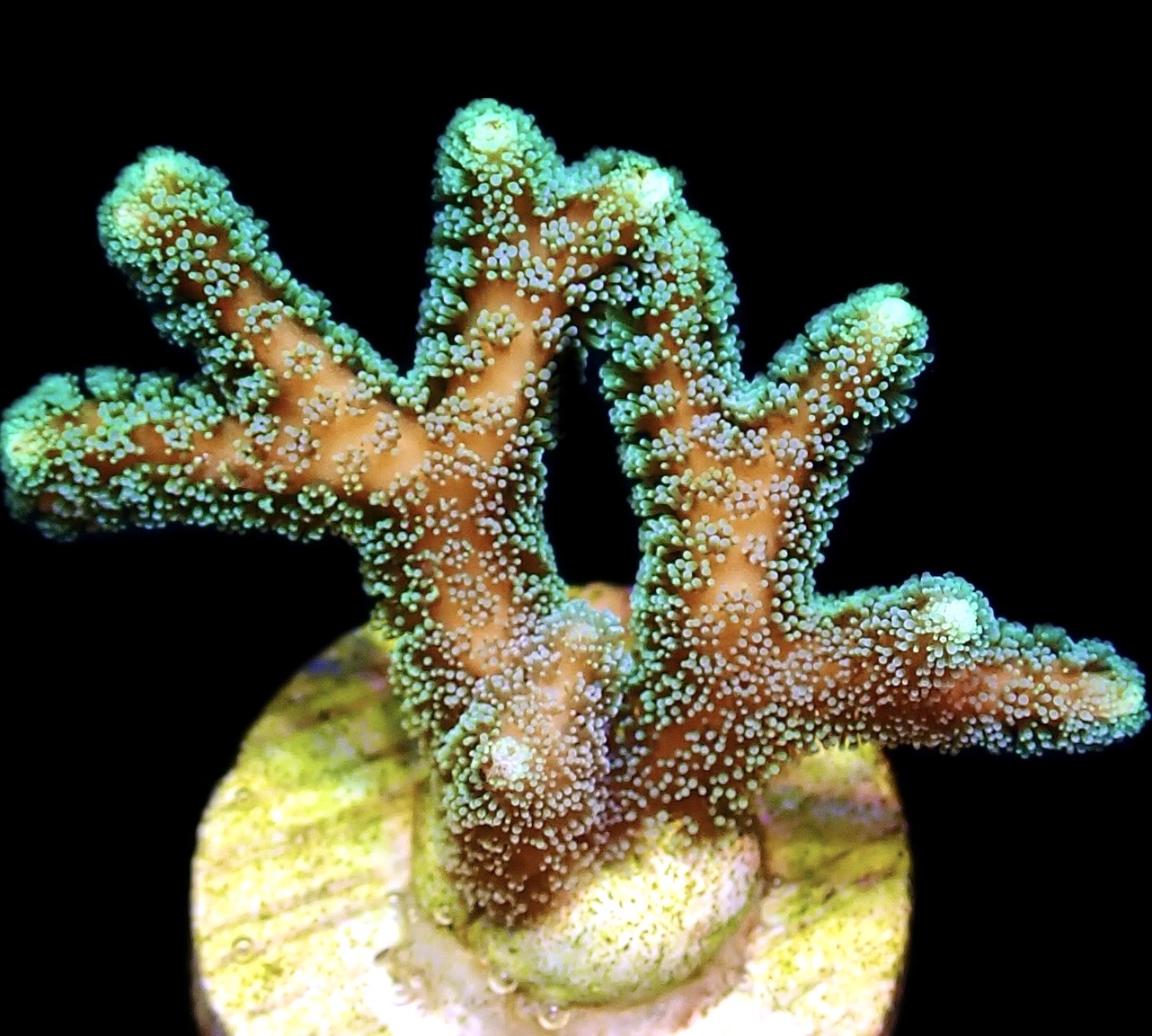 WYSIWYG 10J Fibre Optic Seriatopora