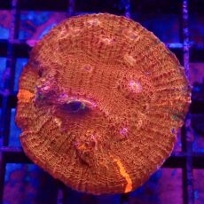 WYSIWYG T1 Hot Chilli Chalice Colony