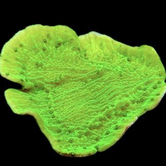 WYSIWYG 7J Toxic Lime Plating Montipora Large