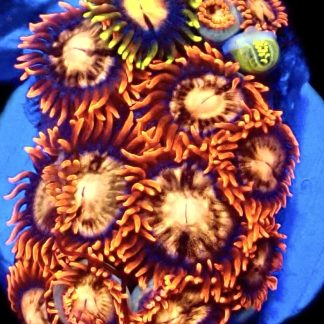 WYSIWYG Zoanthid Frag C2