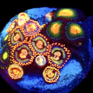 WYSIWYG Zoanthid Frag C4
