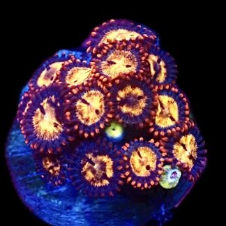 WYSIWYG Zoanthid Frag C7