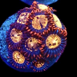 WYSIWYG Zoanthid Frag C10