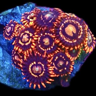 WYSIWYG Zoanthid Frag C17