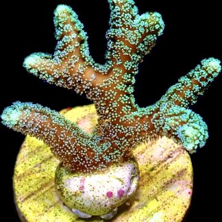 WYSIWYG 18H Super Bright Fibre Optic Seriatopora