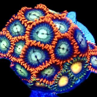 WYSIWYG Zoanthid Frag R6