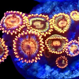 WYSIWYG Zoanthid Frag C11