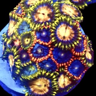 WYSIWYG Zoanthid Frag C26