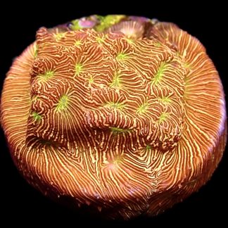 WYSIWYG 10K Jack O' Lantern Leptoseris Frag
