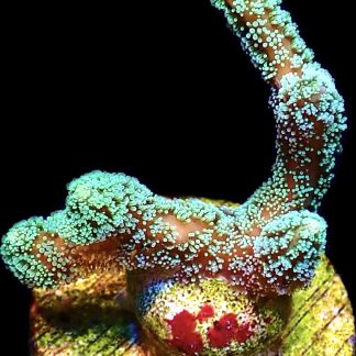 WYSIWYG 14K Fibre Optic Seriatopora