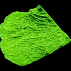 WYSIWYG 7L Toxic Lime Plating Montipora Large