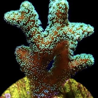 WYSIWYG 11K Super Bright Fibre Optic Seriatopora