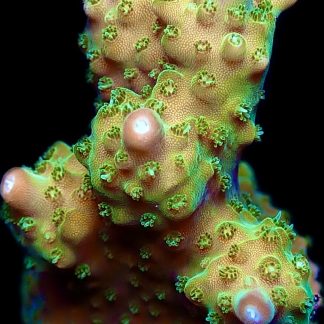 WYSIWYG 22E Krakatoa Acropora Frag Large
