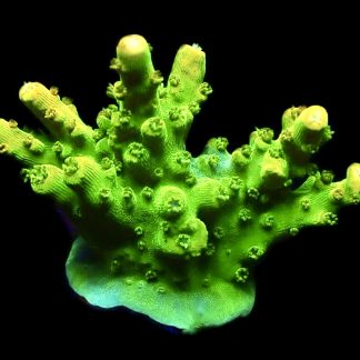 WYSIWYG 15H Rainbow Loom Acropora