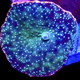 WYSIWYG 35H Space Dust Mushroom