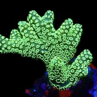WYSIWYG 15B Super Bright Fibre Optic Seriatopora