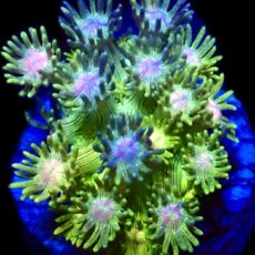 Rainbow Goniopora Frag (15+ Polyps)