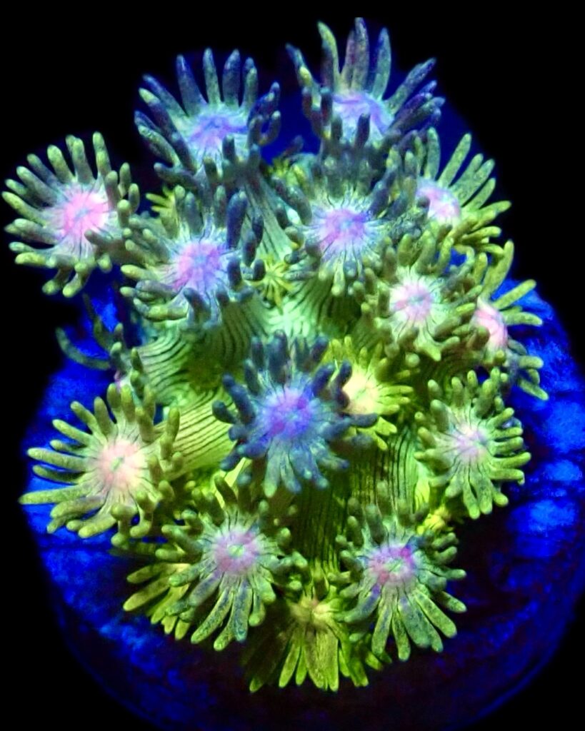 Rainbow Goniopora Frag (15+ Polyps)