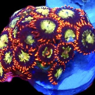 WYSIWYG Zoanthid Frag C23