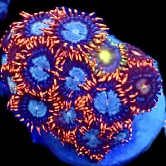 WYSIWYG Zoanthid Frag C27