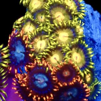 WYSIWYG Zoanthid Frag C31