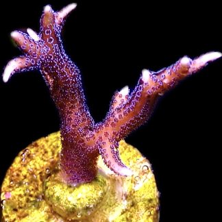 WYSIWYG 15H Pink Seriatopora Hysterix Frag