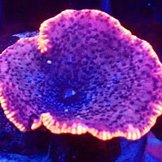 WYSIWYG 33B Space Dust Mushroom